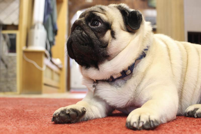 Mops mit Blick zur Seite