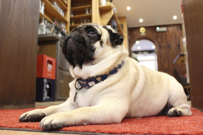 Mops mit Blick nach oben