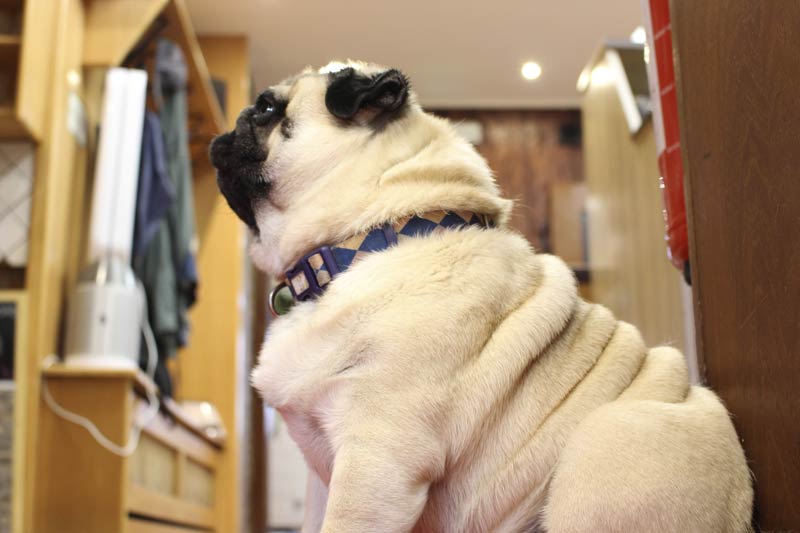 Mops Carlos
