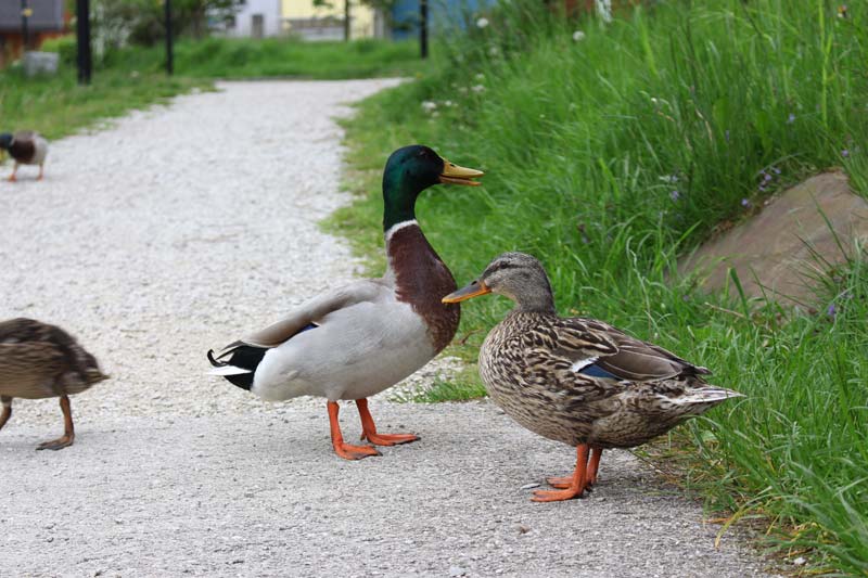 Entenfamilie