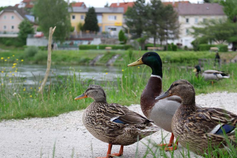 Drei Enten blicken auf dem Traunsee
